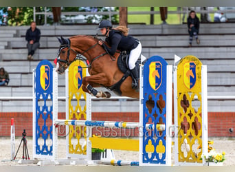 Tschechisches Warmblut, Wallach, 4 Jahre, 168 cm, Fuchs