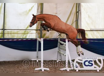 Tschechisches Warmblut, Wallach, 4 Jahre, 168 cm, Fuchs