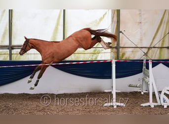 Tschechisches Warmblut, Wallach, 4 Jahre, 168 cm, Fuchs