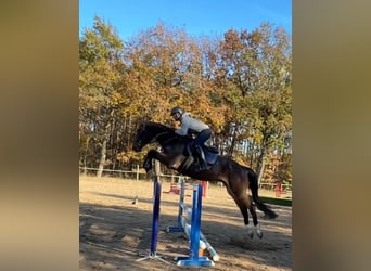 Tschechisches Warmblut, Wallach, 4 Jahre, 168 cm, Rotbrauner