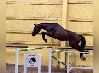 Tschechisches Warmblut, Wallach, 4 Jahre, 168 cm, Rotbrauner