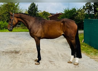 Tschechisches Warmblut, Wallach, 4 Jahre, 168 cm, Rotbrauner