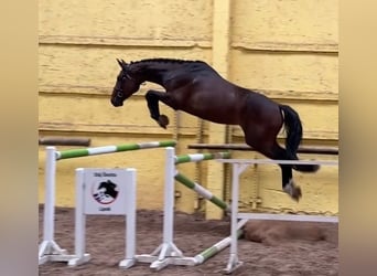 Tschechisches Warmblut, Wallach, 4 Jahre, 168 cm, Rotbrauner