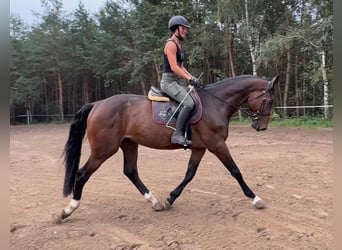 Tschechisches Warmblut, Wallach, 4 Jahre, 168 cm, Rotbrauner