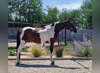 Tschechisches Warmblut, Wallach, 4 Jahre, 168 cm, Tovero-alle-Farben