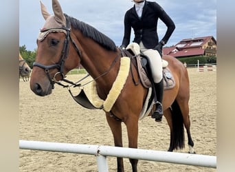 Tschechisches Warmblut, Wallach, 4 Jahre, 170 cm, Brauner