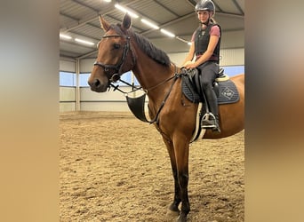Tschechisches Warmblut, Wallach, 4 Jahre, 170 cm, Brauner