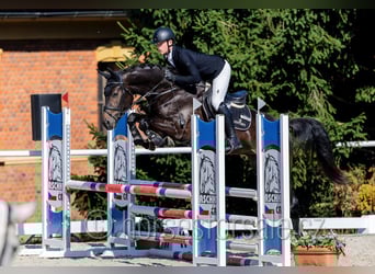 Tschechisches Warmblut, Wallach, 4 Jahre, 170 cm, Dunkelbrauner