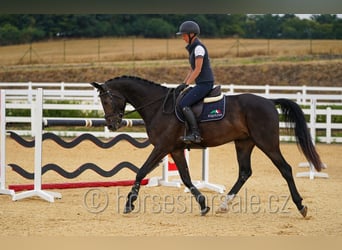 Tschechisches Warmblut, Wallach, 4 Jahre, 170 cm, Dunkelbrauner