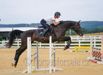 Tschechisches Warmblut, Wallach, 4 Jahre, 170 cm, Dunkelbrauner