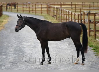 Tschechisches Warmblut, Wallach, 4 Jahre, 170 cm, Dunkelbrauner