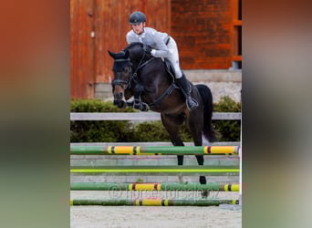Tschechisches Warmblut, Wallach, 4 Jahre, 170 cm, Dunkelbrauner