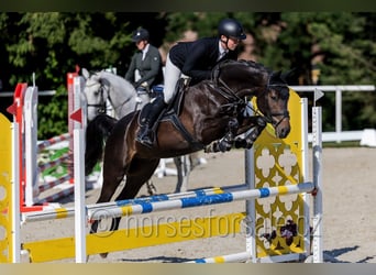 Tschechisches Warmblut, Wallach, 4 Jahre, 170 cm, Dunkelbrauner