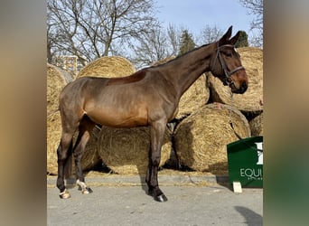 Tschechisches Warmblut, Wallach, 4 Jahre, 172 cm, Rotbrauner
