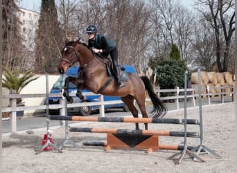 Tschechisches Warmblut, Wallach, 4 Jahre, 172 cm, Rotbrauner