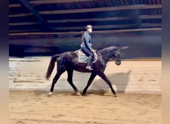 Tschechisches Warmblut, Wallach, 4 Jahre, 178 cm, Rappe