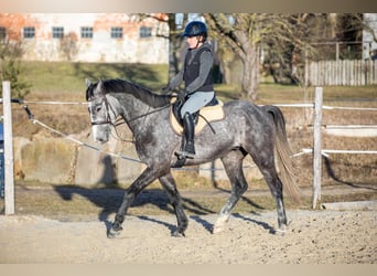 Tschechisches Warmblut, Wallach, 5 Jahre, 164 cm, Apfelschimmel