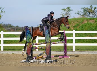 Tschechisches Warmblut, Wallach, 5 Jahre, 164 cm, Brauner