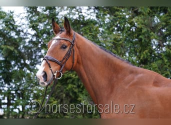 Tschechisches Warmblut, Wallach, 5 Jahre, 168 cm, Brauner