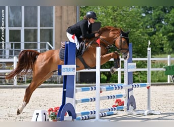 Tschechisches Warmblut, Wallach, 5 Jahre, 168 cm, Dunkelfuchs
