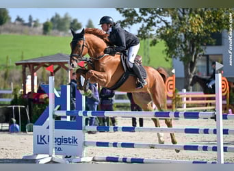 Tschechisches Warmblut, Wallach, 5 Jahre, 168 cm, Dunkelfuchs