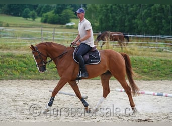 Tschechisches Warmblut, Wallach, 5 Jahre, 168 cm, Fuchs