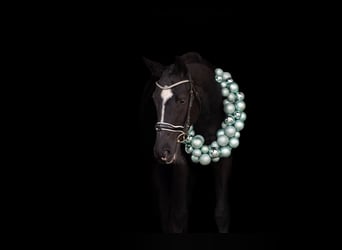 Tschechisches Warmblut, Wallach, 5 Jahre, 168 cm, Rappe