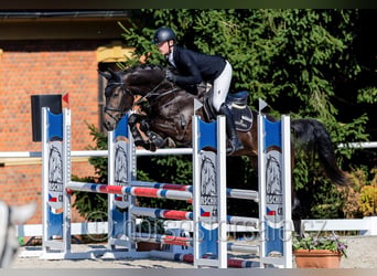 Tschechisches Warmblut, Wallach, 5 Jahre, 169 cm, Schwarzbrauner