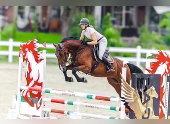 Tschechisches Warmblut, Wallach, 5 Jahre, 170 cm, Brauner