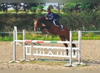 Tschechisches Warmblut, Wallach, 5 Jahre, 170 cm, Brauner