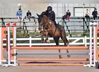 Tschechisches Warmblut, Wallach, 5 Jahre, 170 cm, Dunkelfuchs