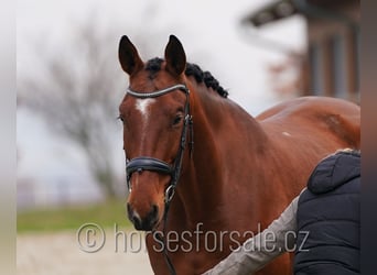 Tschechisches Warmblut, Wallach, 5 Jahre, 171 cm, Brauner