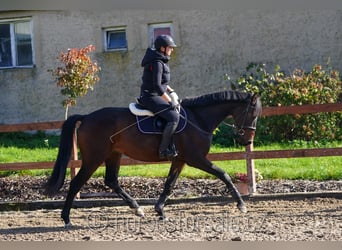 Tschechisches Warmblut, Wallach, 5 Jahre, 171 cm, Dunkelbrauner