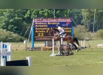 Tschechisches Warmblut, Wallach, 5 Jahre, 173 cm, Dunkelbrauner