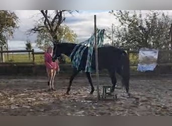 Tschechisches Warmblut, Wallach, 5 Jahre, 173 cm, Dunkelbrauner