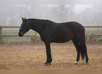 Tschechisches Warmblut, Wallach, 5 Jahre, 173 cm, Dunkelbrauner