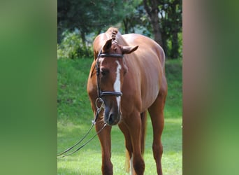 Tschechisches Warmblut, Wallach, 5 Jahre, 174 cm, Fuchs