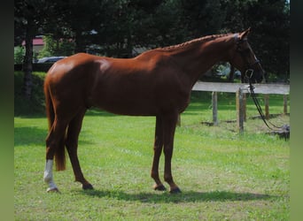 Tschechisches Warmblut, Wallach, 5 Jahre, 174 cm, Fuchs