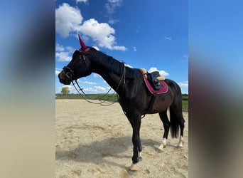 Tschechisches Warmblut, Wallach, 5 Jahre, 178 cm, Schwarzbrauner