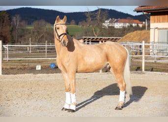 Tschechisches Warmblut, Wallach, 6 Jahre, 164 cm, Falbe