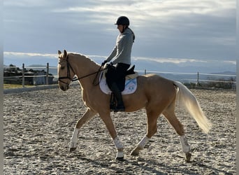 Tschechisches Warmblut, Wallach, 6 Jahre, 164 cm, Falbe