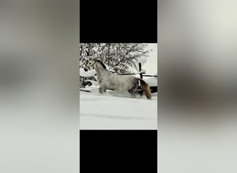 Tschechisches Warmblut, Wallach, 6 Jahre, 165 cm, Apfelschimmel