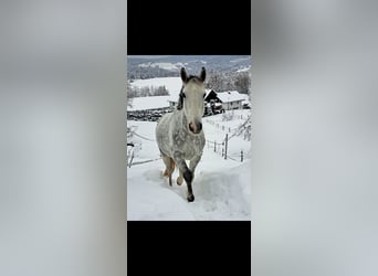 Tschechisches Warmblut, Wallach, 6 Jahre, 165 cm, Apfelschimmel