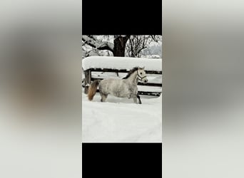 Tschechisches Warmblut, Wallach, 6 Jahre, 165 cm, Apfelschimmel