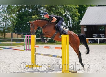 Tschechisches Warmblut, Wallach, 6 Jahre, 165 cm, Brauner