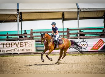 Tschechisches Warmblut, Wallach, 6 Jahre, 165 cm, Brauner