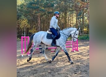 Tschechisches Warmblut, Wallach, 6 Jahre, 165 cm, Schimmel