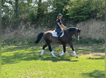 Tschechisches Warmblut, Wallach, 6 Jahre, 168 cm, Brauner