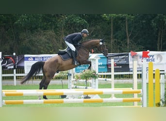 Tschechisches Warmblut, Wallach, 6 Jahre, 170 cm, Brauner