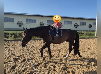 Tschechisches Warmblut, Wallach, 6 Jahre, 170 cm, Brauner